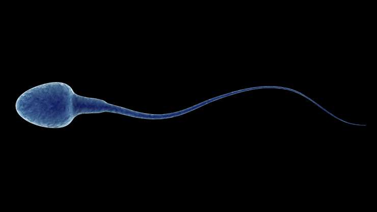 Injeksi Sperma yang Dipilih Secara Morfologis Intracytoplasmic